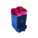  Mila-Roses-00706 Mila Velvet Mini Royal Blue Velvet Mini - Fuchsia