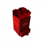  Mila-Roses-00792 Mila Velvet Mini Red Velvet Mini - Rubis Rouge