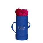  Mila-Roses-00802 Mila Velvet Baby Royal Blue Velvet Baby - Fuchsia