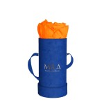  Mila-Roses-00815 Mila Velvet Baby Royal Blue Velvet Baby - Orange Bloom