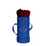  Mila-Roses-00816 Mila Velvet Baby Royal Blue Velvet Baby - Rubis Rouge