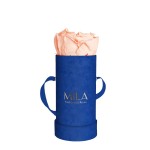  Mila-Roses-00818 Mila Velvet Baby Royal Blue Velvet Baby - Pure Peach