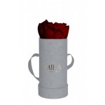  Mila-Roses-00960 Mila Velvet Baby Light Grey Velvet Baby - Rubis Rouge