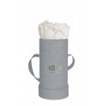  Mila-Roses-00966 Mila Velvet Baby Light Grey Velvet Baby - White Cream