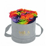  Mila-Roses-01437 Mila Velvet Small Light Grey Velvet Small - Rainbow